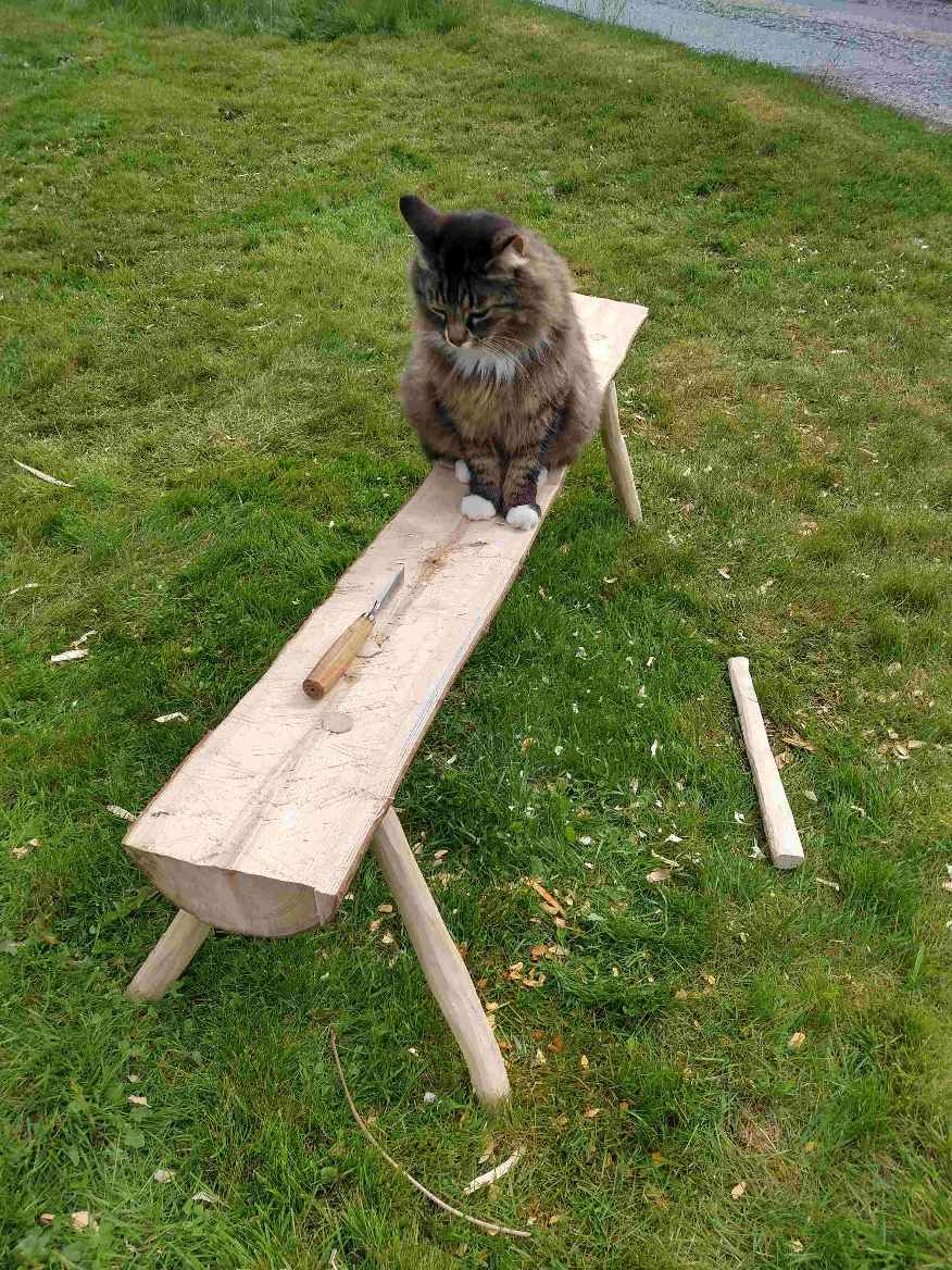katt_paa_benk.jpg